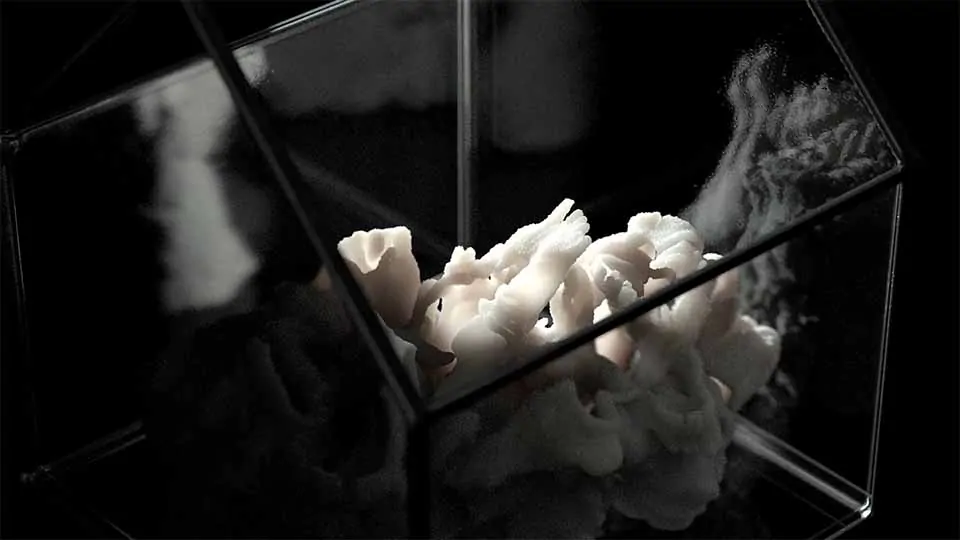 Botany short film by Alex Firstov | STASH MAGAZINE