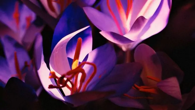 Tomakti Studio Spins Science From Nature for Eallos