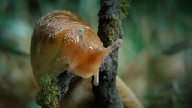 Martin De Thurah & BaconX Feeling “Sluggish” in New WealthSimple Spot